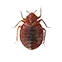 Bug Control